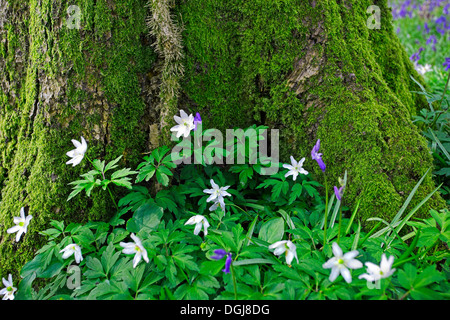 Holz-Anemonen und Glockenblumen wachsen auf dem Waldboden. Stockfoto