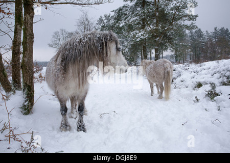 Zwei Welsh Mountain Ponys auf Schnee bedeckt Heide. Stockfoto