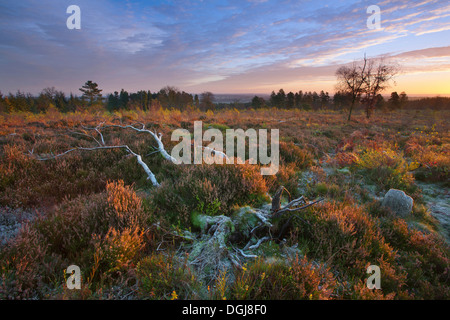 Gefallenen Silber Birke auf restaurierten Heide. Stockfoto