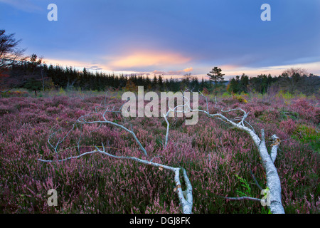 Gefallenen Silber Birke auf restaurierten Heide. Stockfoto