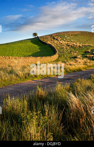 Feldweg und Trockenmauern wall in den Brecon Beacons National Park. Stockfoto