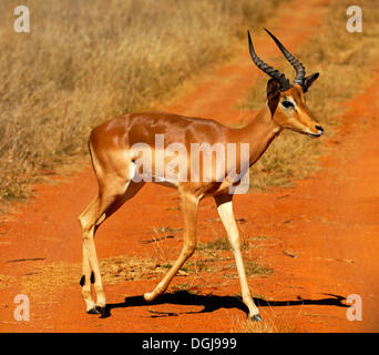 Impala (Aepyceros Melampus) Antilope überqueren einen Naturlehrpfad, Afrika Stockfoto