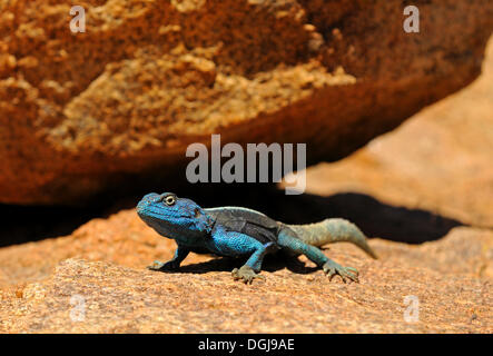 Southern Rock Agama, Knobel Agama (Agama Atra Knobeli), Männchen, Goegap Nature Reserve, Namaqualand, Südafrika Stockfoto