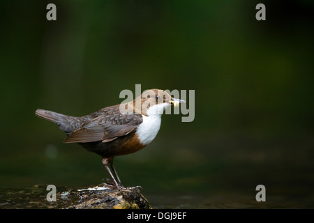 Ein Schöpflöffel Jagd auf dem Wasser. Stockfoto