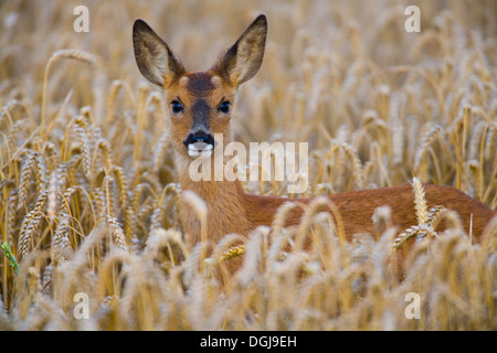 Ein Reh, versteckt in einem Weizenfeld. Stockfoto