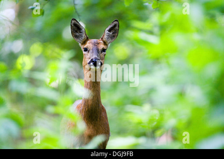 Ein Reh spähte durch das Unterholz. Stockfoto