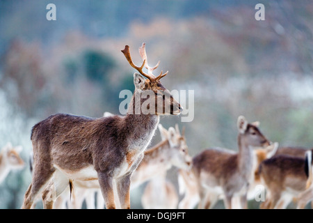 Eine Herde Damhirsche in der Landschaft von Somerset. Stockfoto