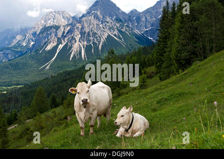 Charolais Kuh und Kalb Beweidung auf einem Berg in Tirol, Ehrwald, Österreich, Europa Stockfoto