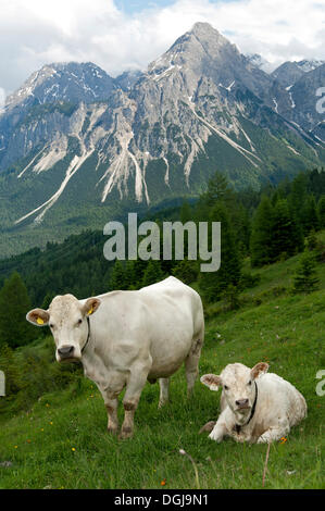 Charolais Kuh und Kalb Beweidung auf einem Berg in Tirol, Ehrwald, Österreich, Europa Stockfoto