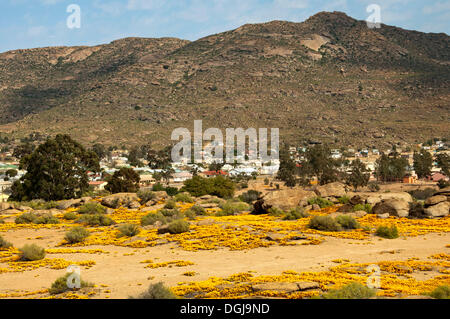 Blick auf Maultieren, Blumenmeer mit Frühling Blumen Ursinia Cakilefolia am Ortsrand, Maultieren, Namaqualand, Südafrika Stockfoto