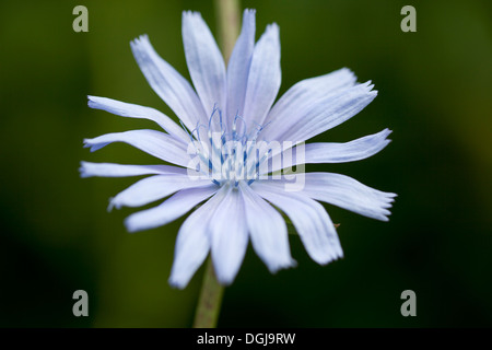 Chicorée Blume Cichorium intybus Stockfoto