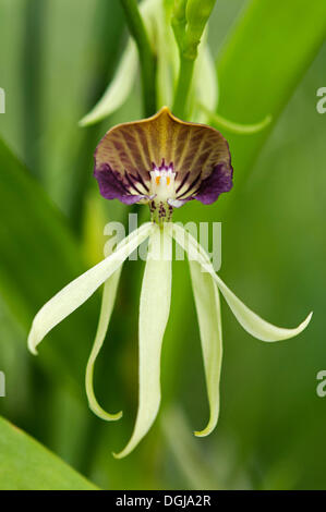 Tintenfisch Orchidee (Prosthechea Cochleata, ehemals Encyclia Cochleata), tropische Orchidee, Thailand, Asien Stockfoto