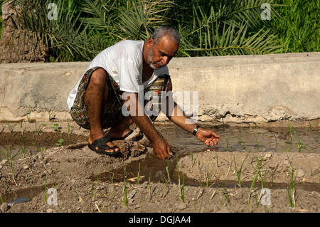 Omanische Mann steuern die Bewässerungskanäle im Garten eine Oase Al Hamra, Ad Dakhiliyah, Oman Stockfoto