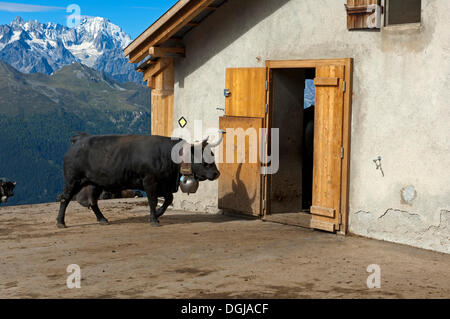 Herens Kuh in einem Stall, Kanton Wallis, Schweiz Stockfoto