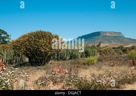 Garten der Welt ' s größte saftigen Kindergarten "Kokerboom", Vanrhynsdorp, Westkap, Südafrika Stockfoto