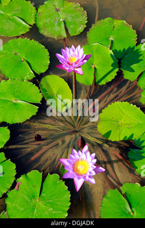 Seerosenteich; Indien Stockfoto