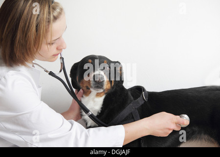 Weibliche Tierarzt untersuchen Hunde-Brust Stockfoto