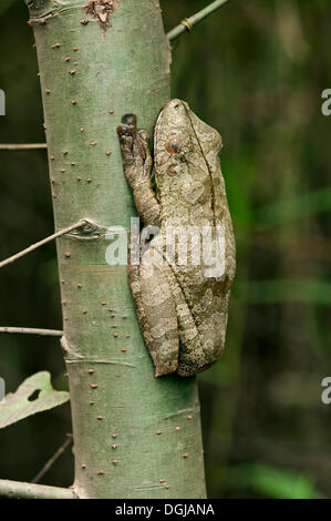 Manaus schlanken Beinen Laubfrosch (Osteocephalus Taurinus) in Schlafposition an einem Baumstamm, Tambopata Nature Reserve Stockfoto