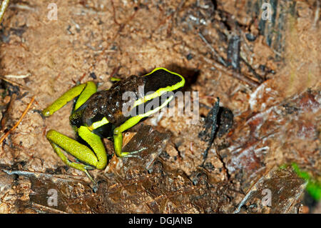 Riesige grüne Pfeilgiftfrosch (Ameerega Trivittatus), Kaulquappen auf dem Rücken, Naturschutzgebiet Tambopata geschlüpft tragen neu Stockfoto