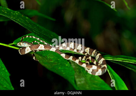 Amazonas-Becken Baumschlange (Imantodes Lentiferus) auf den Blättern, Naturschutzgebiet Tambopata, Region Madre De Dios, Peru Stockfoto