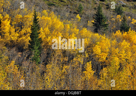 Aspen und Kiefer Wälder in Highwood River Valley Kananaskis Country Alberta Kanada Stockfoto