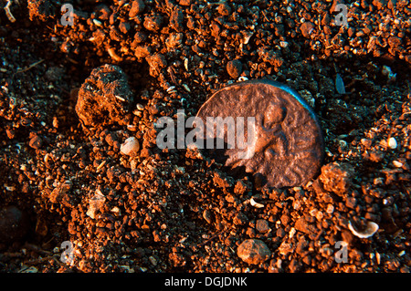 Indo-Griechisches Kushan Reich Münze in Studioumgebung Stockfoto