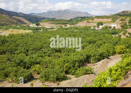 Fruchtbaren Tal Ackerland Rio Benamago Tal, Provinz Malaga, Spanien Stockfoto