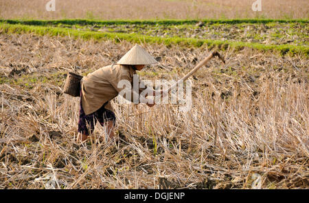 Arbeiterin in einem Reisfeld, Mai Chau, einem Dorf, wo ethnische Minderheiten, Vietnam, Südostasien Leben Stockfoto