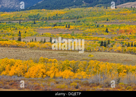 Herbstfärbung am Fuße in der Nähe von Waterton Seen in der Nähe von Waterton Lakes Nationalpark Alberta Kanada Stockfoto