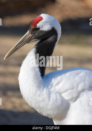 Rot-gekrönten Kranich (Grus japonensis), Tiergarten Schönbrunn, Wien, Österreich Stockfoto