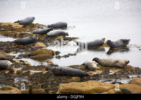 Dichtungen, sonnen sich auf Felsen. Stockfoto