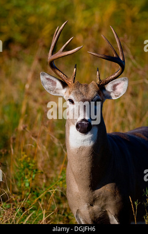 Weiß - angebundene Rotwild (Odocoileus Virginianus) Stockfoto