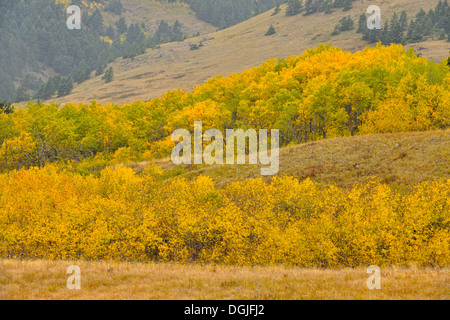 Herbstfärbung an den Ausläufern der Blakiston Valley Waterton Lakes Nationalpark Alberta Kanada Stockfoto