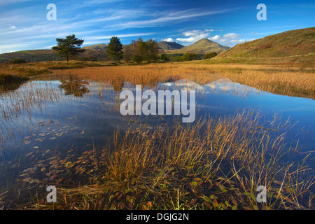 Coniston Alter Mann ist eine Ikone des Lakeland Fells spiegelt sich im Schilf bedeckt Wasser von Kelly Hall Tarn. Stockfoto