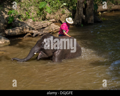 Ein Mahout Baden seinen Elefanten in einem Fluss im Maesa Elephant Camp in Chiang Mai. Stockfoto