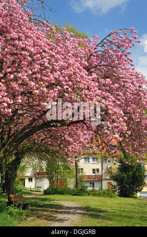 Japanische Kirsche, Cherry Hill, orientalische Kirsche oder ostasiatische Kirsche (Prunus Serrulata), blühende Bäume Stockfoto