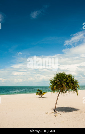 Zwei kleine Bäume an Tanjung Rhu Strand in Langkawi. Stockfoto