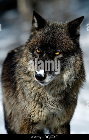 Schwarze Phase graue Wolf (Canis Lupus) Grey Wolf Portrait im Neuschnee, Montana, USA. Stockfoto