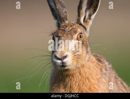 Brown-Feldhase (Lepus Europaeus) einzelne Erwachsene, Nahaufnahme des Kopfes im frühen Abendlicht, Frühling, Yorkshire Dales, UK Stockfoto