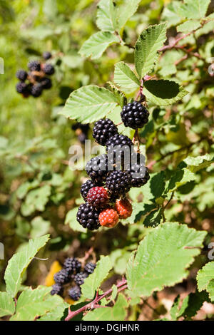 Brombeeren (Rubus Fruticosus), Nationalpark Cevennen, Frankreich, Europa Stockfoto