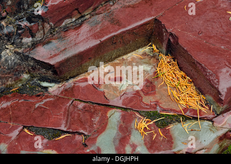 Tonschiefer mineralischen Sedimentschichten in Lost Horse Creek Waterton Lakes National Park in Alberta Kanada Stockfoto