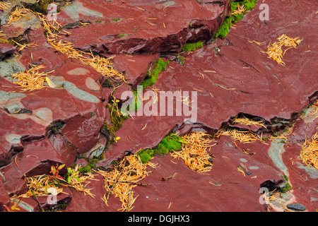 Tonschiefer mineralischen Sedimentschichten in Lost Horse Creek Waterton Lakes National Park in Alberta Kanada Stockfoto