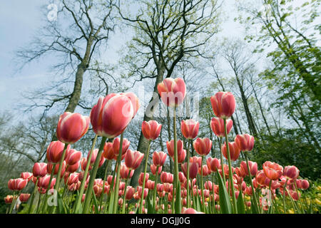 Ansicht oben von unten von einem Tulpe Bett, Keukenhof Lisse Zuid-Holland, Niederlande, Europa Stockfoto