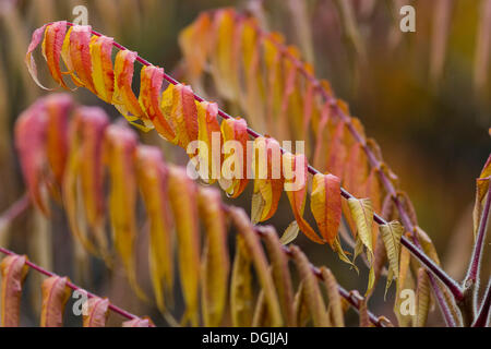 Staghorn Sumach (Rhus Typhina), Blätter, Herbst Stockfoto