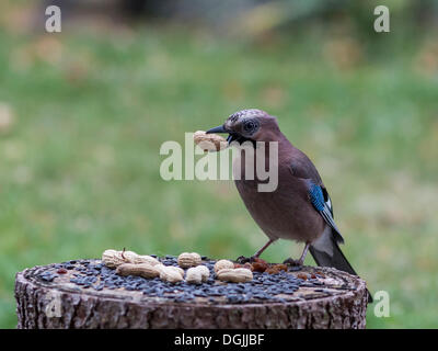 Eichelhäher (Garrulus Glandarius) mit Erdnüssen, Erfurt, Thüringen Stockfoto