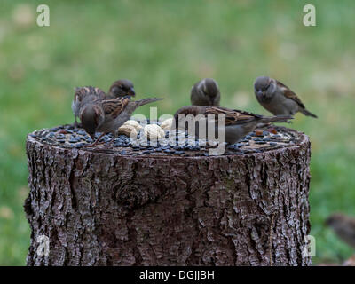 Haussperlinge (Passer Domesticus), Erfurt, Thüringen Stockfoto