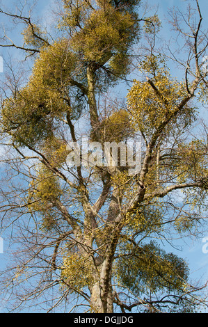 DIE TRAUBEN DER MISTEL VISCUM ALBUM IN ÄSTEN WACHSEN Stockfoto