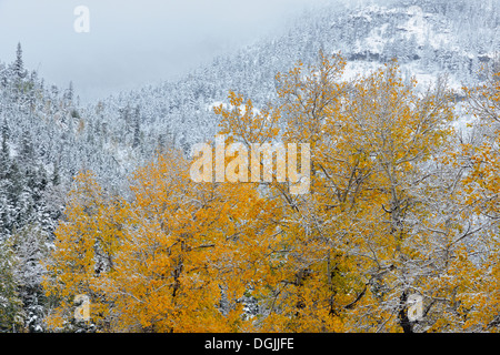 Eine frühe nassen Schnee deckt die Espen in der Nähe von Waterton Lakes Waterton Lakes Nationalpark Alberta Kanada Stockfoto