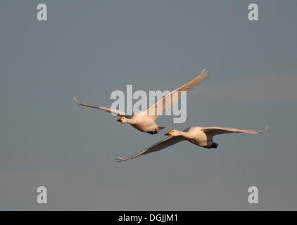 Bewick der Schwäne (Cygnus Columbianus) im Flug Stockfoto