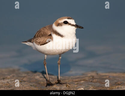 Seeregenpfeifer oder Seeregenpfeifer (Charadrius Alexandrinus) Stockfoto